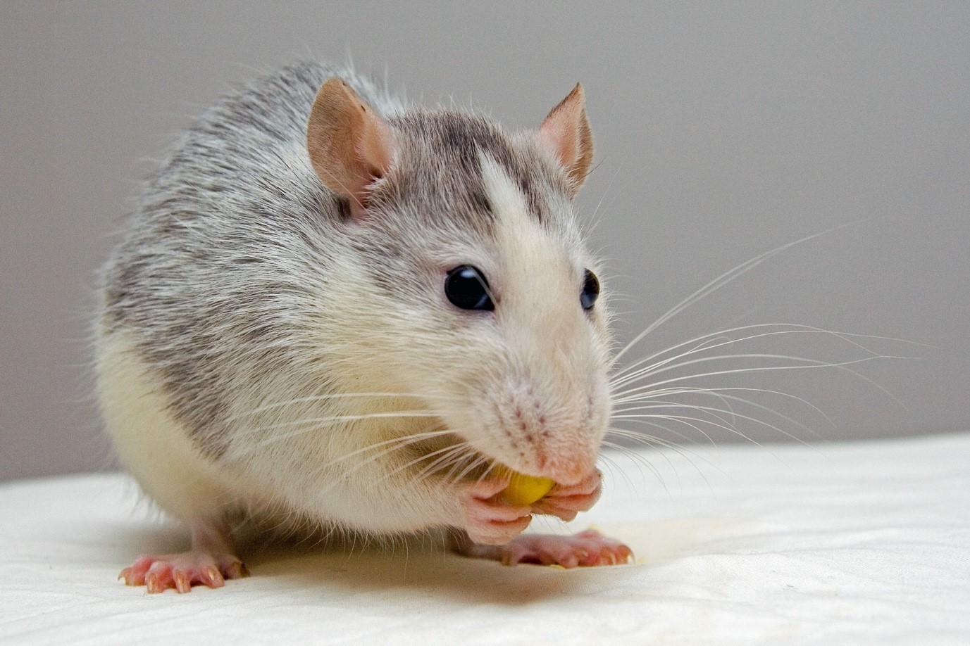 When You Should Call A Mice Exterminator In North York